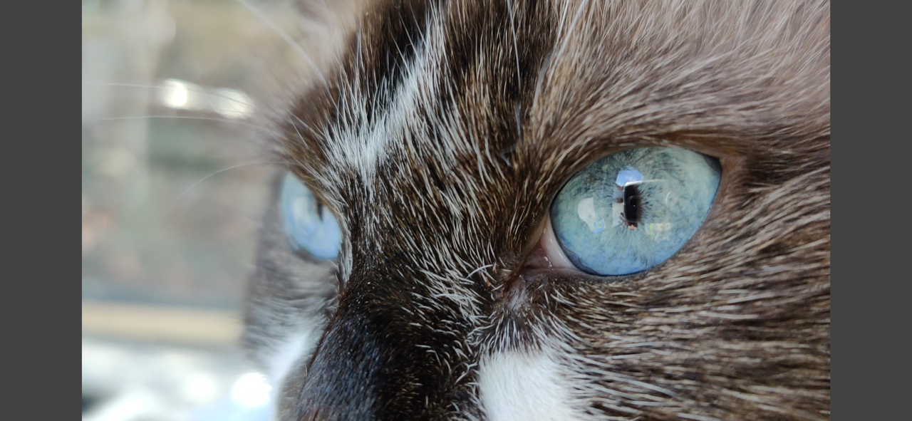 https://files.peakd.com/file/peakd-hive/krazzy-kitty/Eorzpb7hfrdvXus8czBiUi33J5yyQeFzA8r6xBLBSwJRXyLPTLAtFiBEqTKTm5jdjCK.png