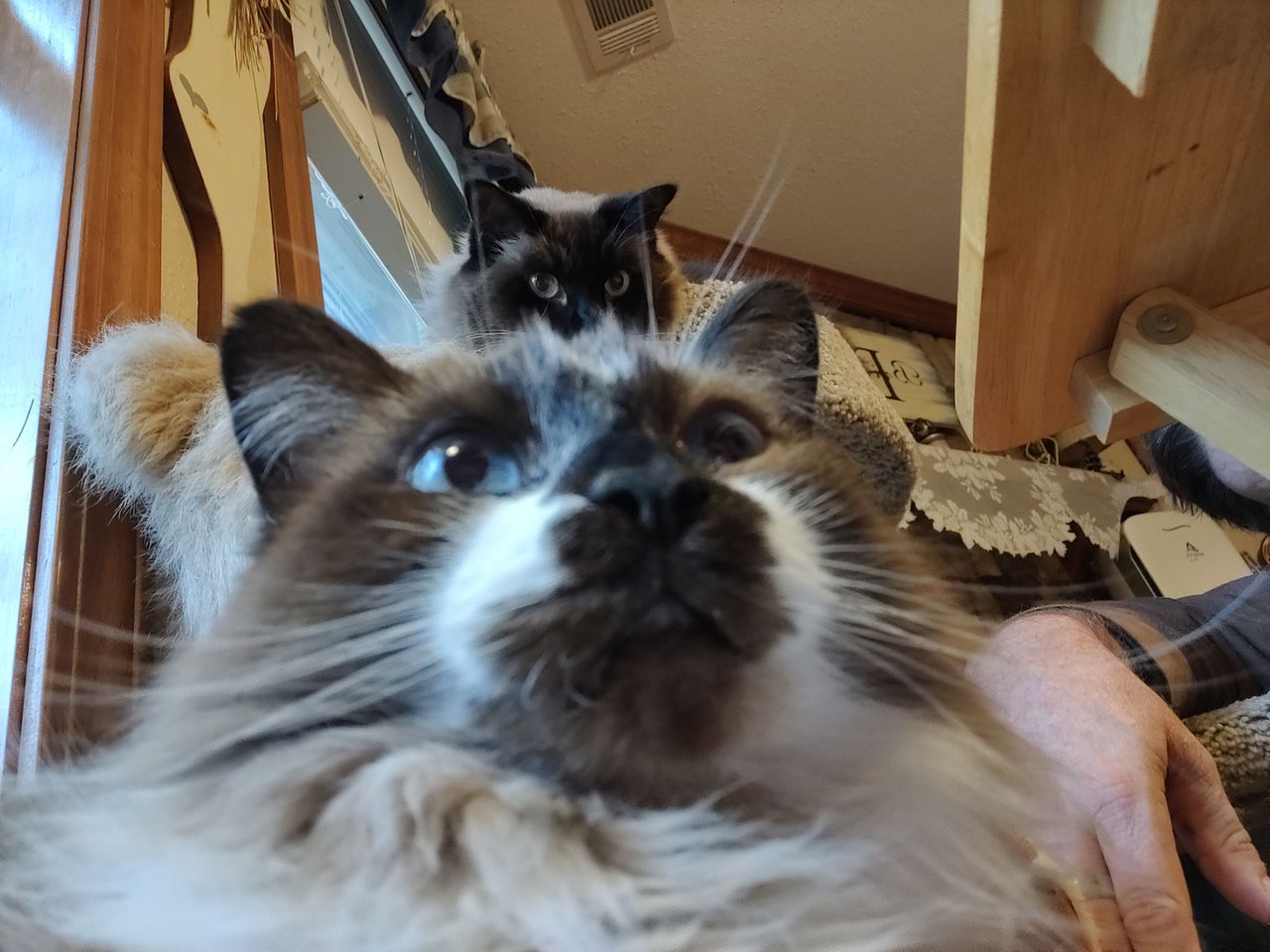 https://files.peakd.com/file/peakd-hive/krazzy-kitty/Ep1WMxqrf25s4wz4hbQVUiLGufdFz3PqXid5jx6vE3YCsCdSStdnPX76jnAiuqSsY1j.jpg