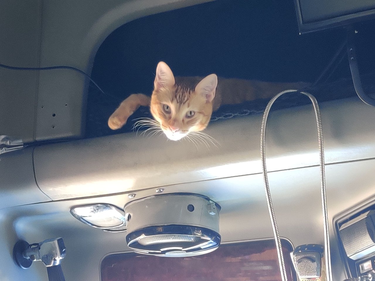 https://files.peakd.com/file/peakd-hive/krazzy-kitty/Ep5mkmWz9TqUrTxRJNsYyAkRAGAycVH4dCWgT9S59o9YhPyzDD45Jzi5sp5nZMGGDUW.jpg