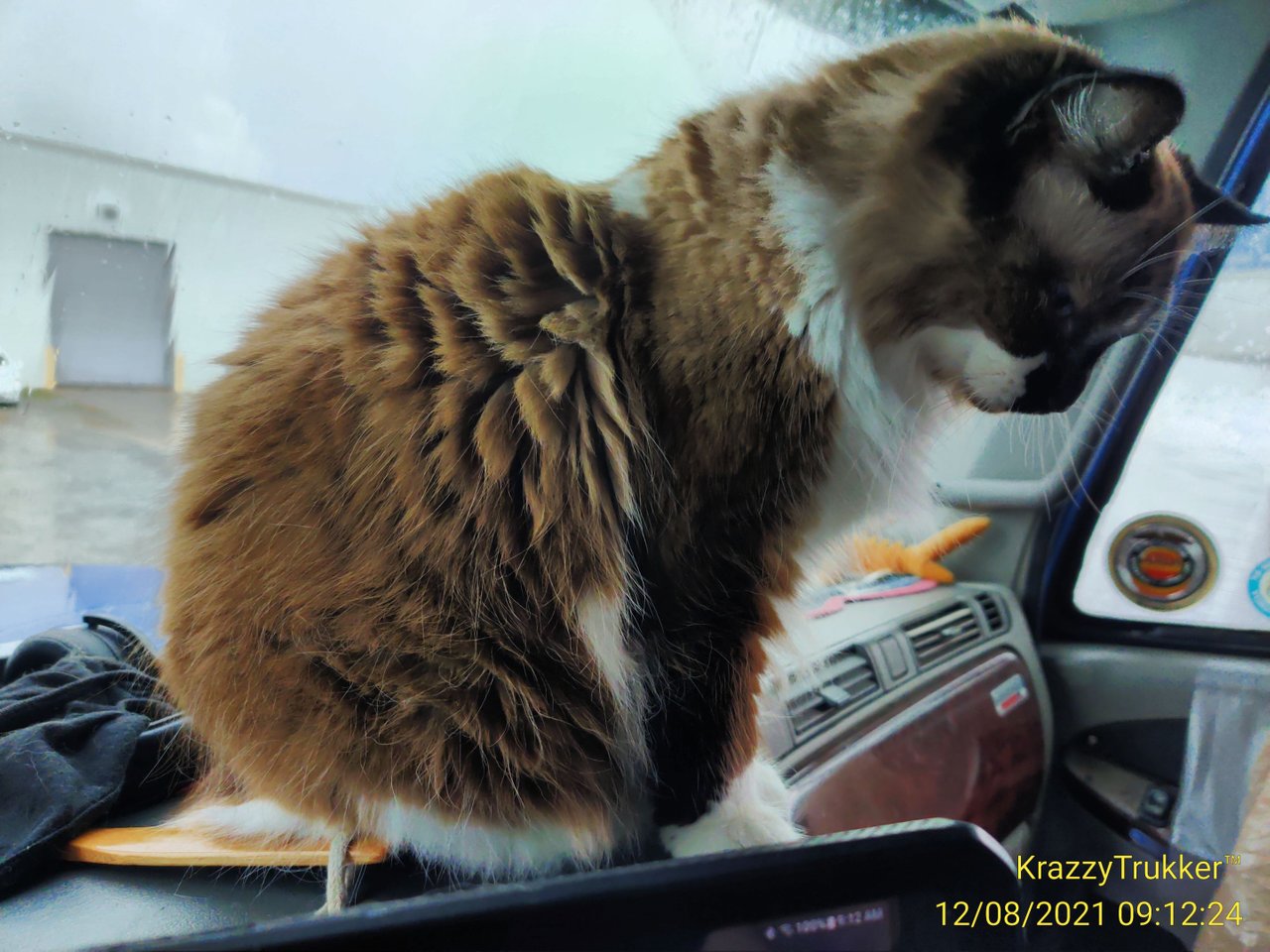 https://files.peakd.com/file/peakd-hive/krazzy-kitty/EpJXgjQhuGvrnd8SVifXRyqzC8bwa4tcvXvyJ3wuwfSs23gmhDG9orJXbSPrv5TMAKD.jpg