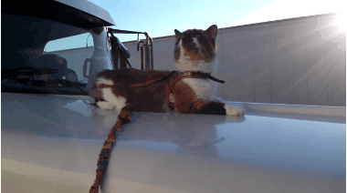 20240125_171531.gif