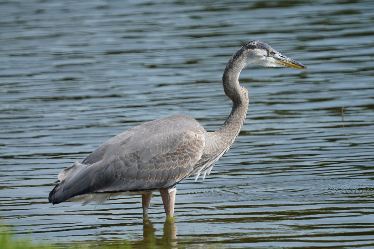 Headless Heron for the SMAP contest