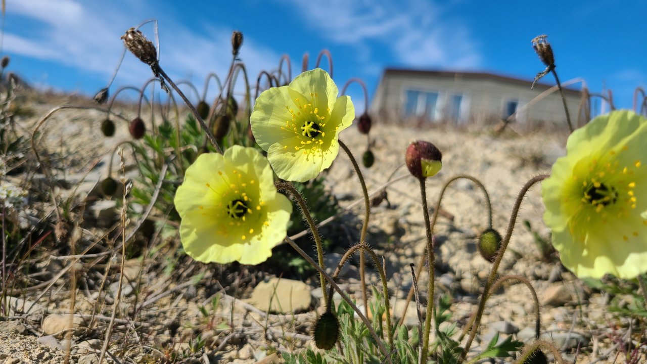 Arctic Poppy In The Tundra