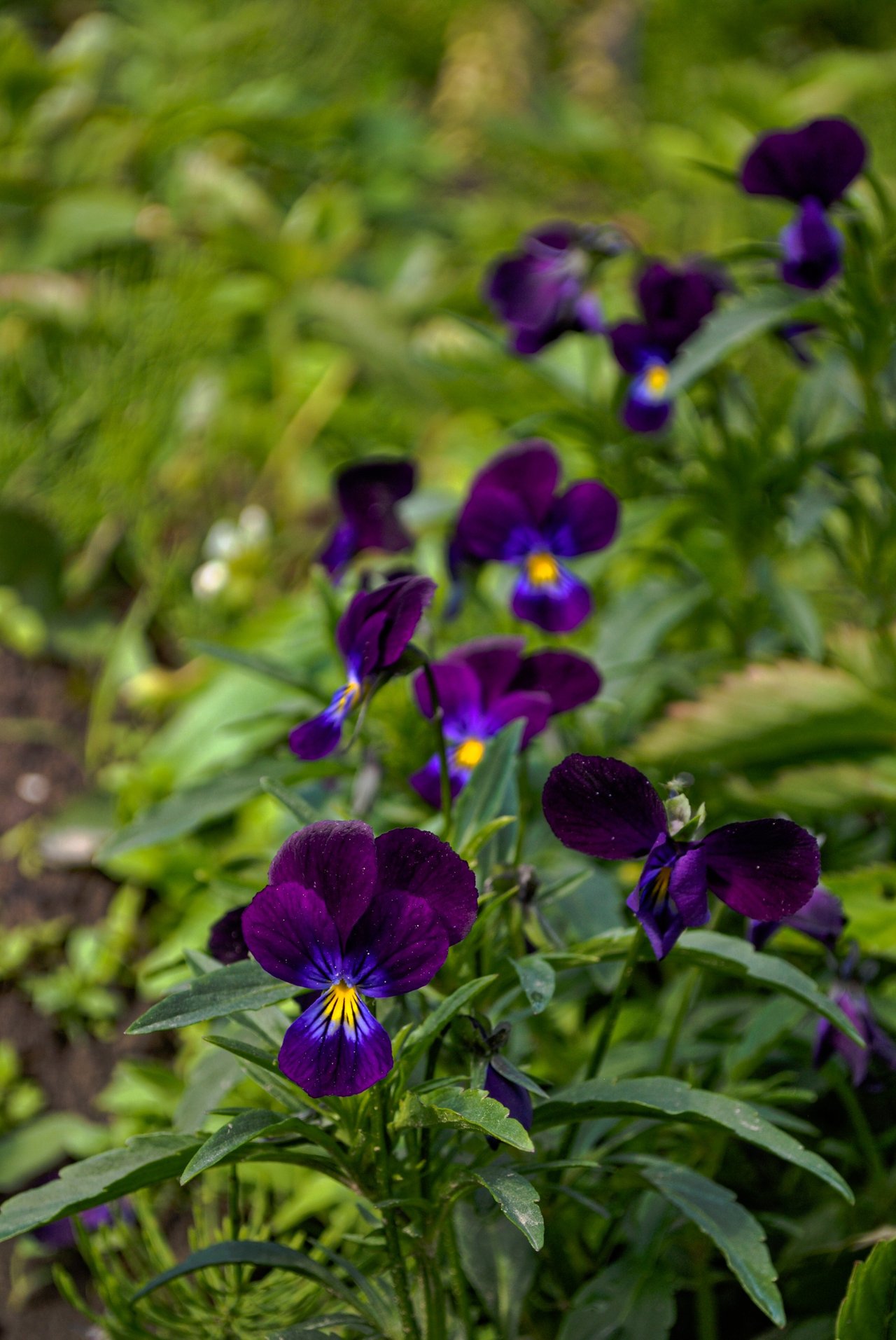 DSC_0890.jpg