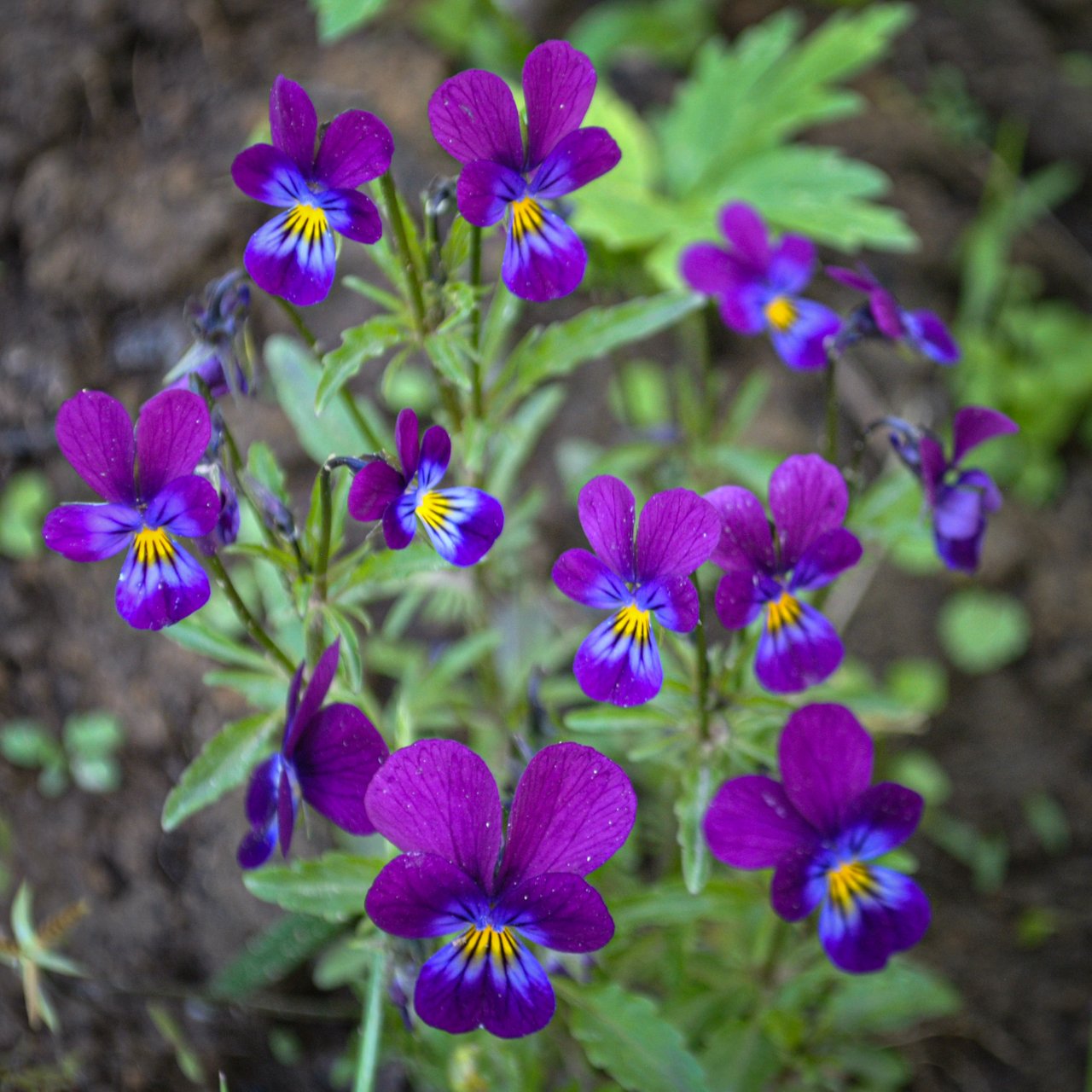 DSC_0867.jpg