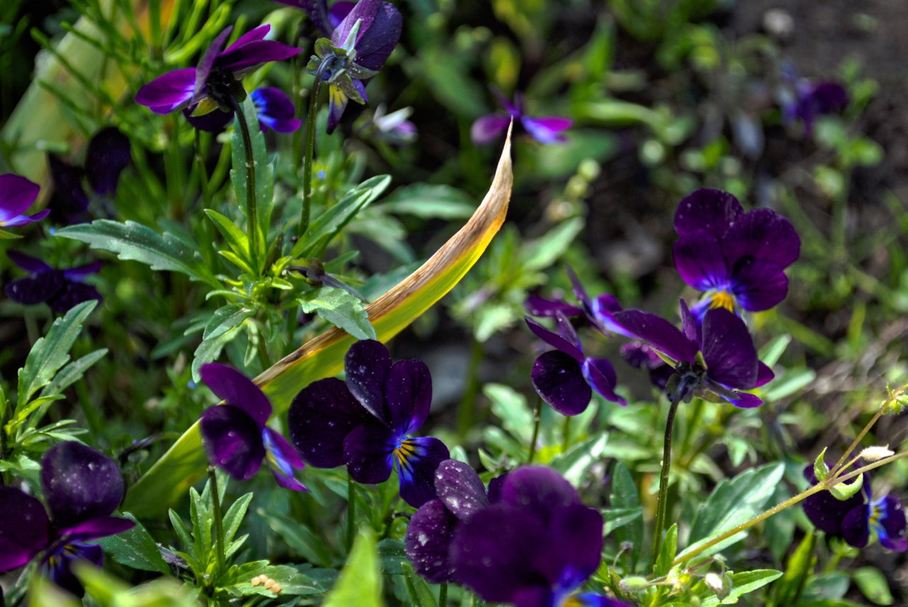DSC_0878.jpg