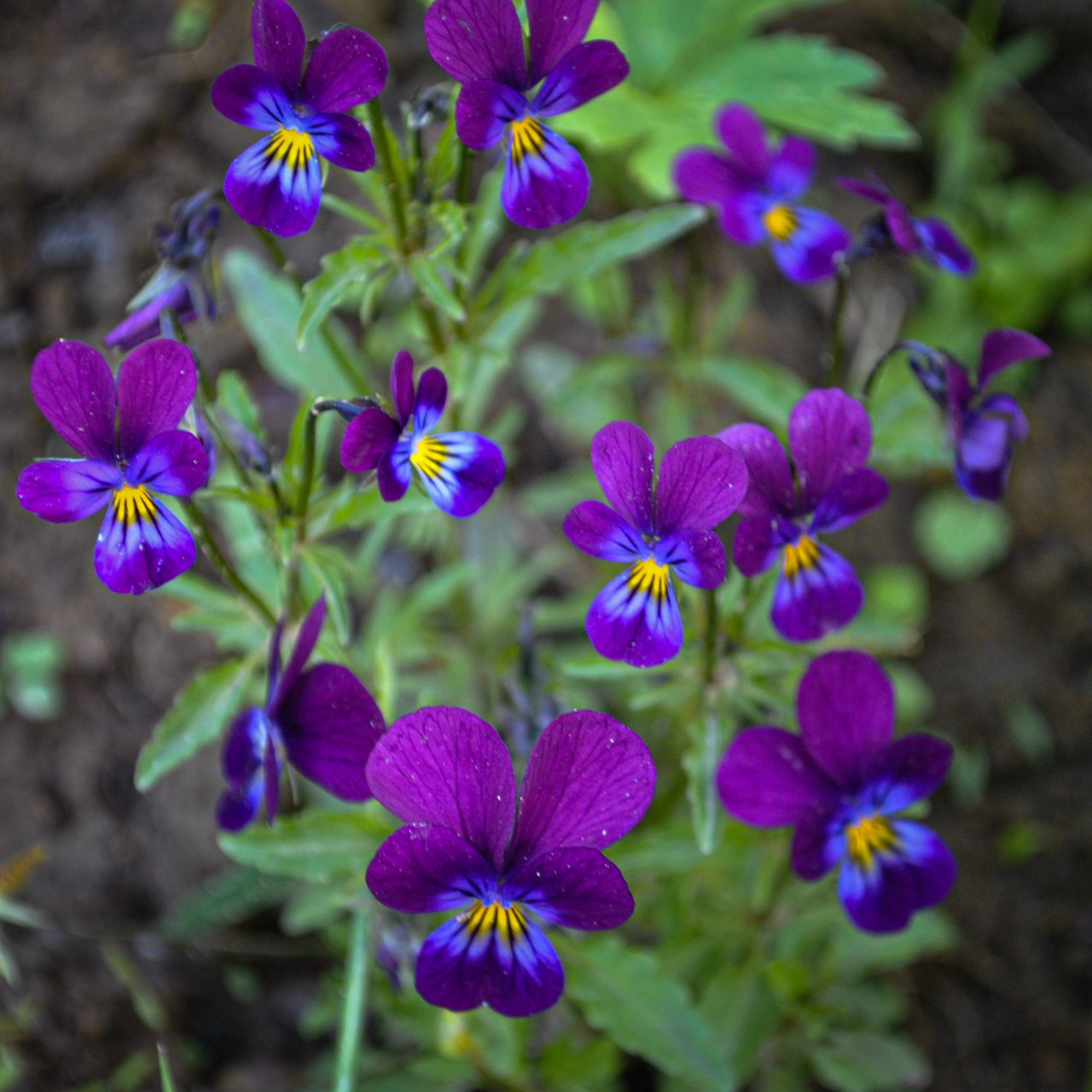 DSC_0868.jpg