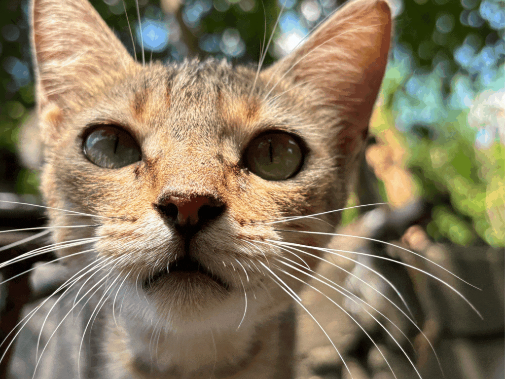 ASEAN Hive Challenge: "Beautiful Bokeh" 