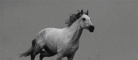 caballo-corriendo-8825.gif