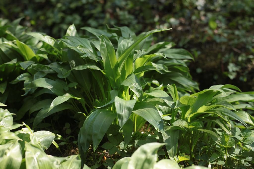 Wild Garlic in the forest