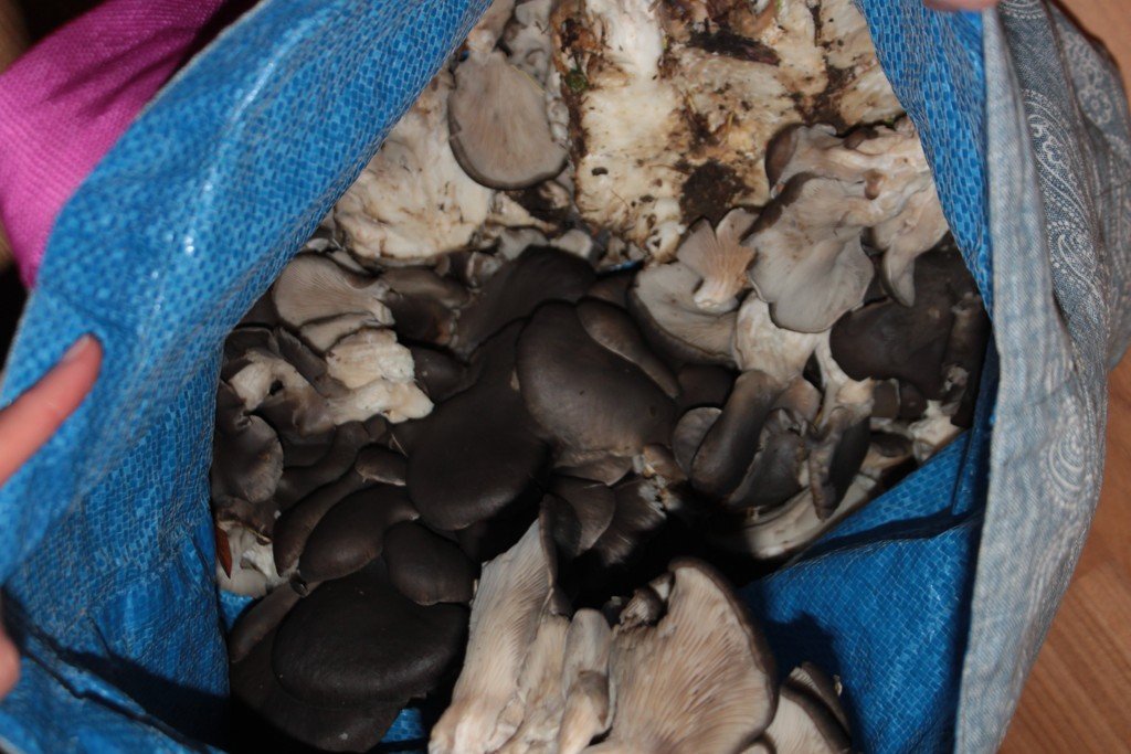 Oyster mushroom harvest