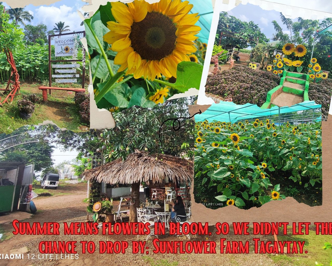 Sunflower Farm Tatay