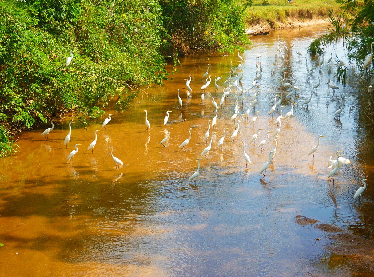 White Herons Amazing Nature Contest June 03 English Espanol Peakd