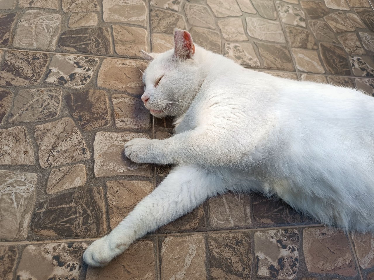 I dream that all my cats are friends 😽
