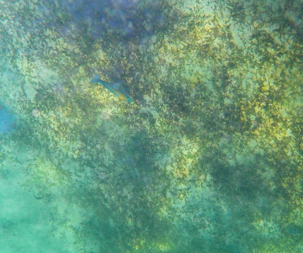Relics of the Sea