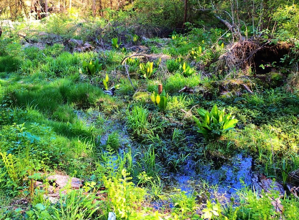 Ecological Niche
