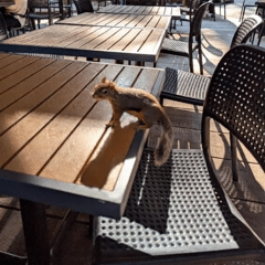 Squirrel.gif