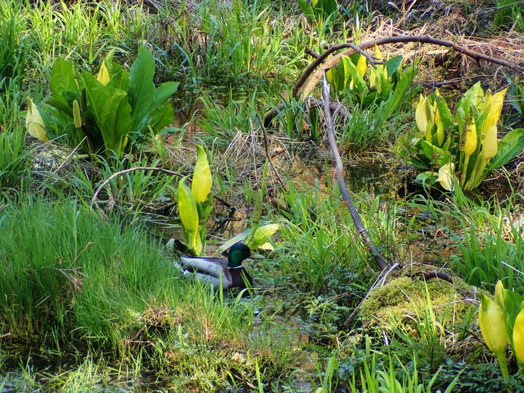 Ecological Niche