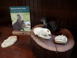 Northern River Otter 2.gif