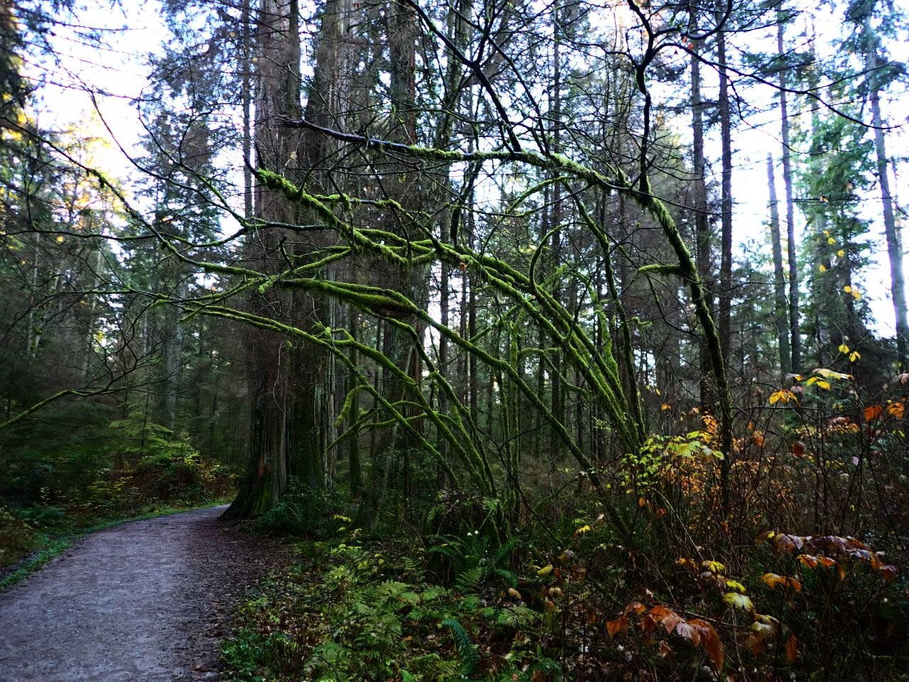 A Forest Walk