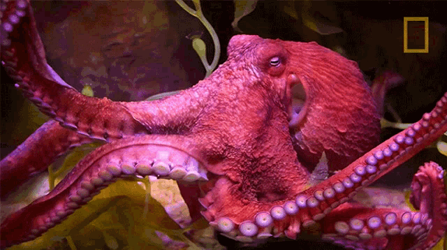 swimming-octopuses101.gif