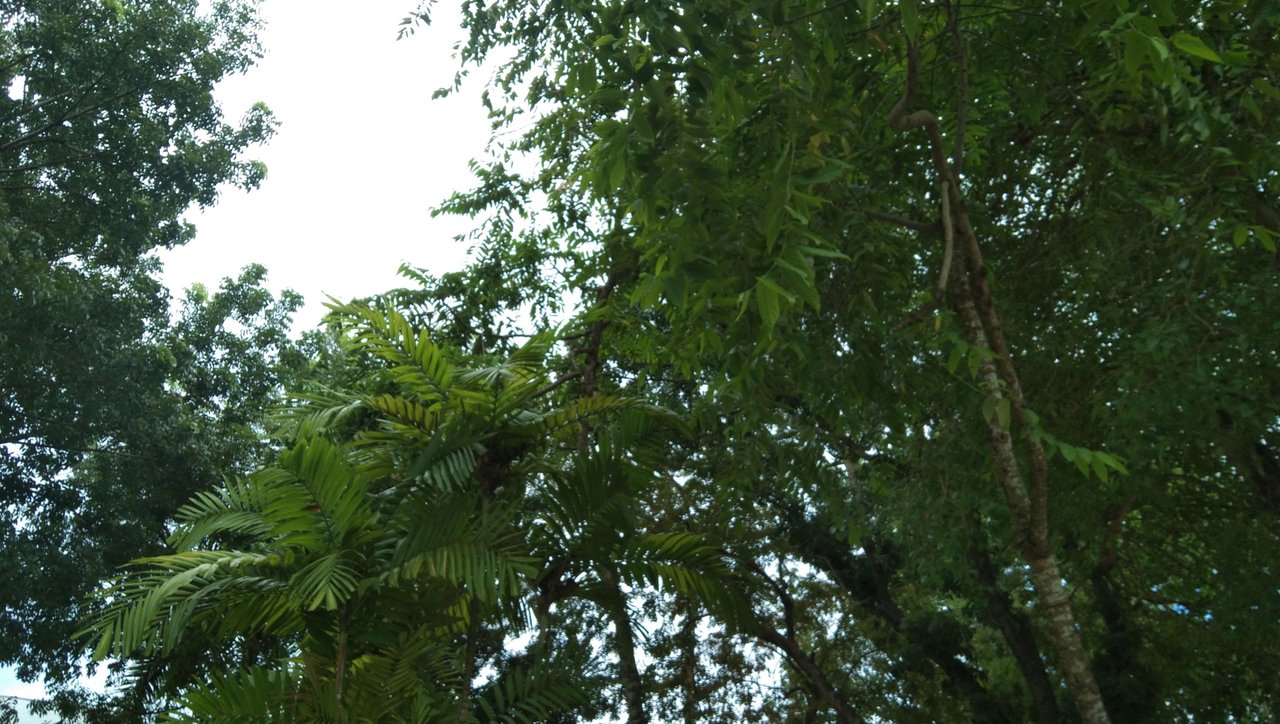 https://files.peakd.com/file/peakd-hive/lovelyclaire/23xyLQDdcx4EauggjMUQxwM77ituSBSU28ZYLbbfMq3fypY6i2hvBwjuc6xE2hyiY8wE2.jpg