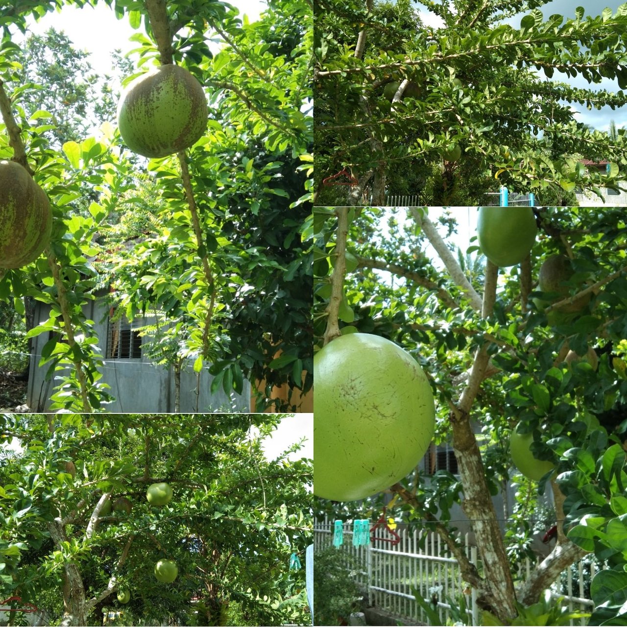 miracle fruit tree