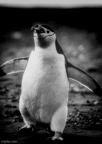 Gif FROM MY JOURNEYS ACROSS THE SEA.gif