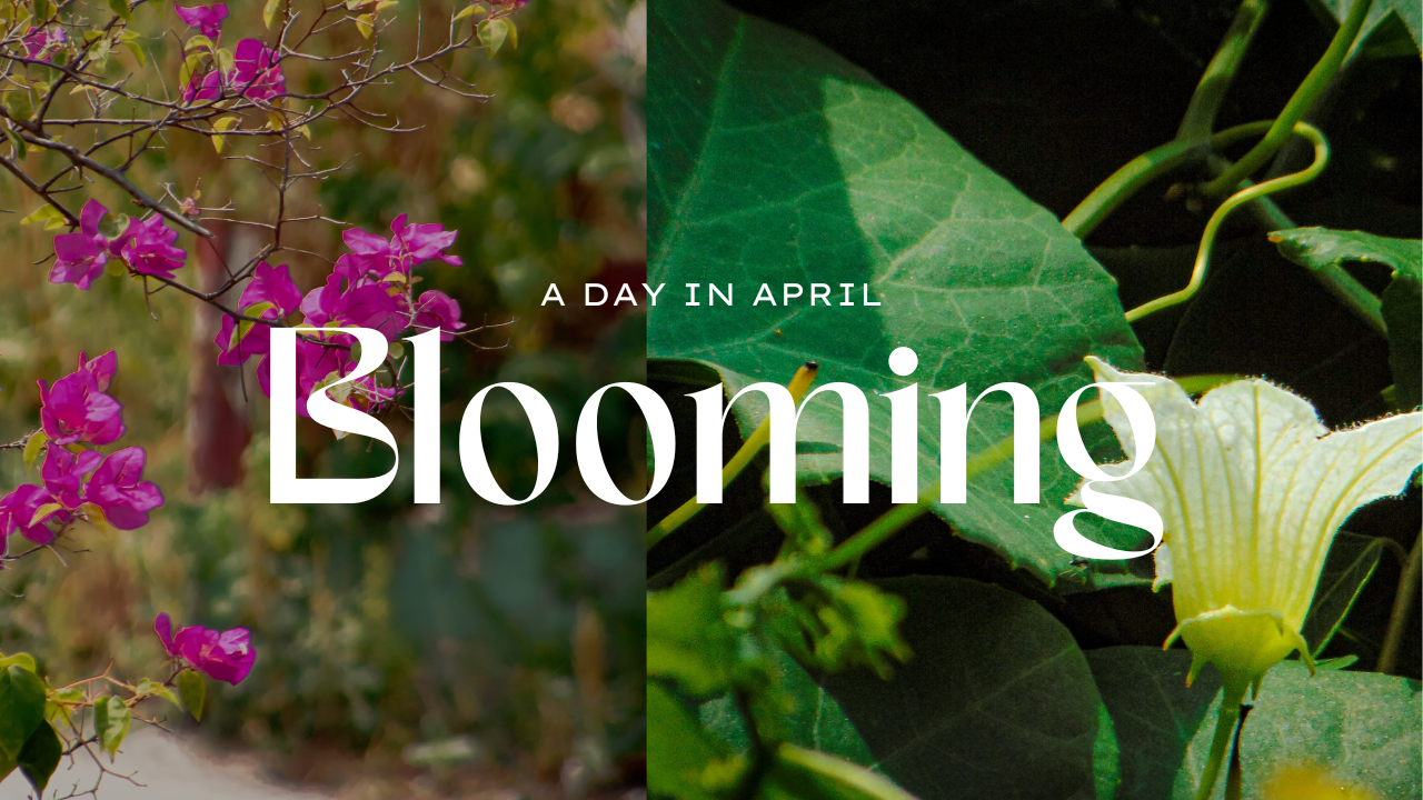 When It’s Time, It’ll Bloom