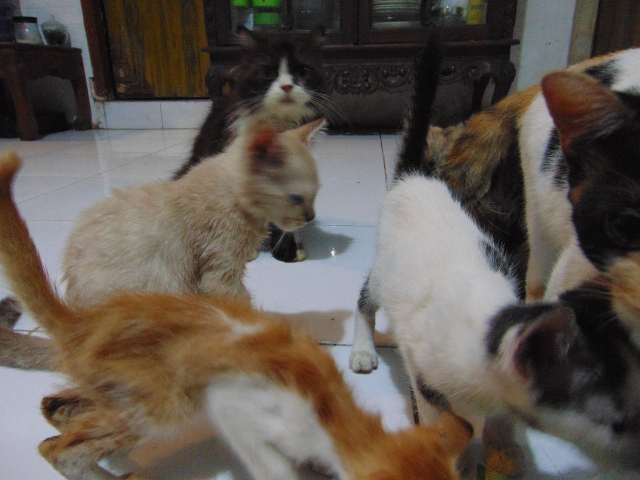 Meownarchy 