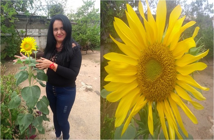 ESP/ENG] Obsequio Día de Las Madres - Cultivo de Girasol. || Mother's Day  Gift - Sunflower Crop. | PeakD