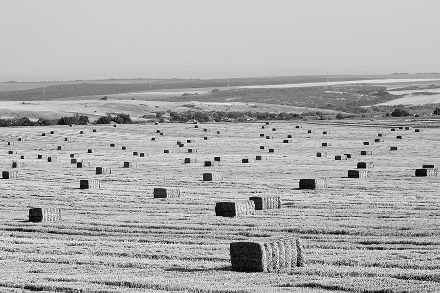 Harvest Season 001 C BW s.jpg