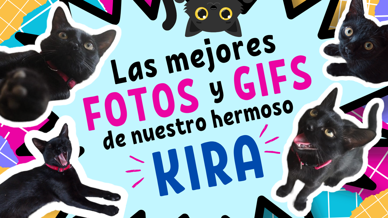 Eng/Esp] The best photos and gifs of our beautiful Kira 🐈‍⬛🥰 | Las  mejores fotos y gifs de nuestro hermoso Kira 🐈‍⬛🥰 | PeakD