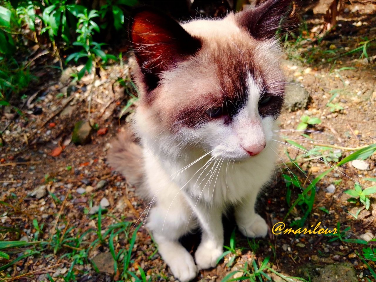 Polito! my love catlike || ¡Polito!, mi amor  gatuno😻