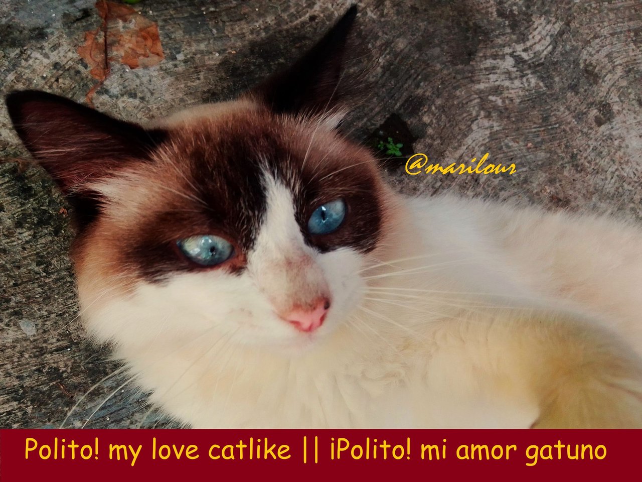 Polito! my love catlike || ¡Polito!, mi amor  gatuno😻
