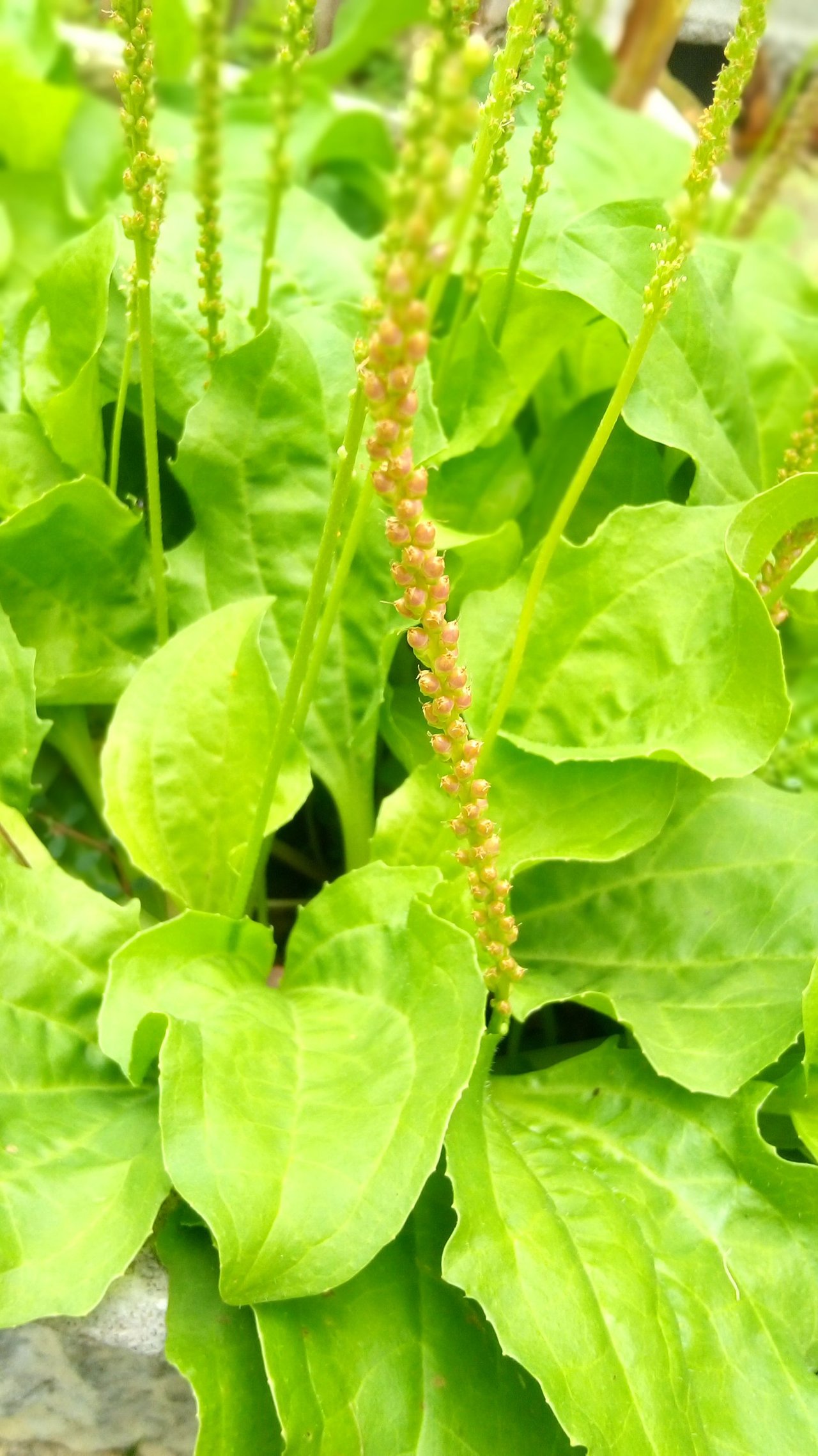  Plantain Leaf, 3 oz., Te de Llanten , LLanten Leaves