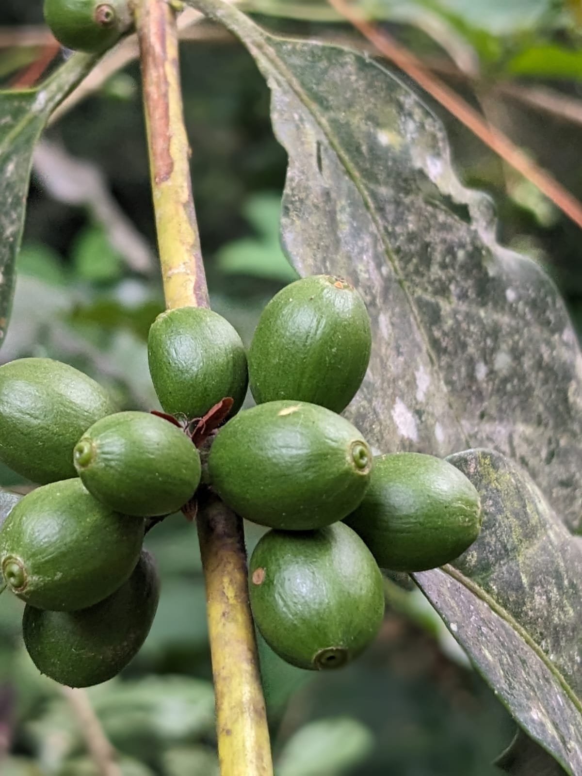 My family, the coffee beans