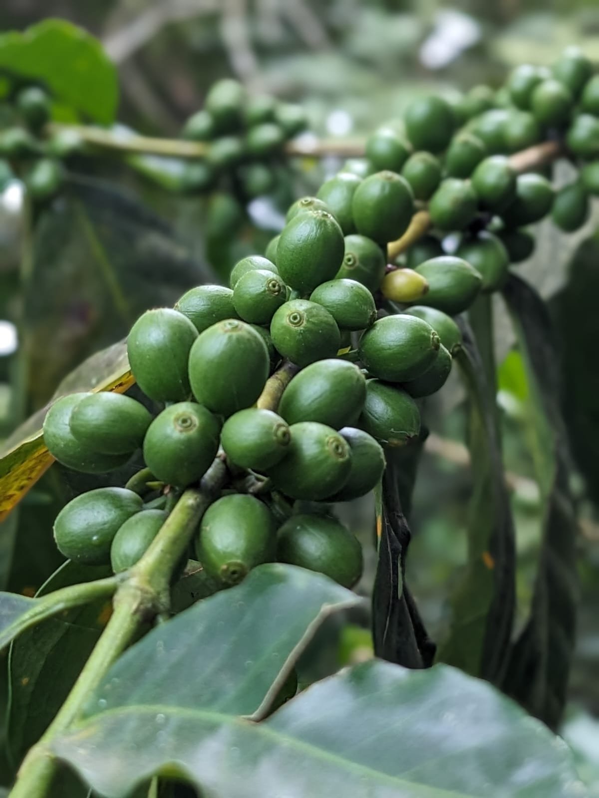 My family, the coffee beans