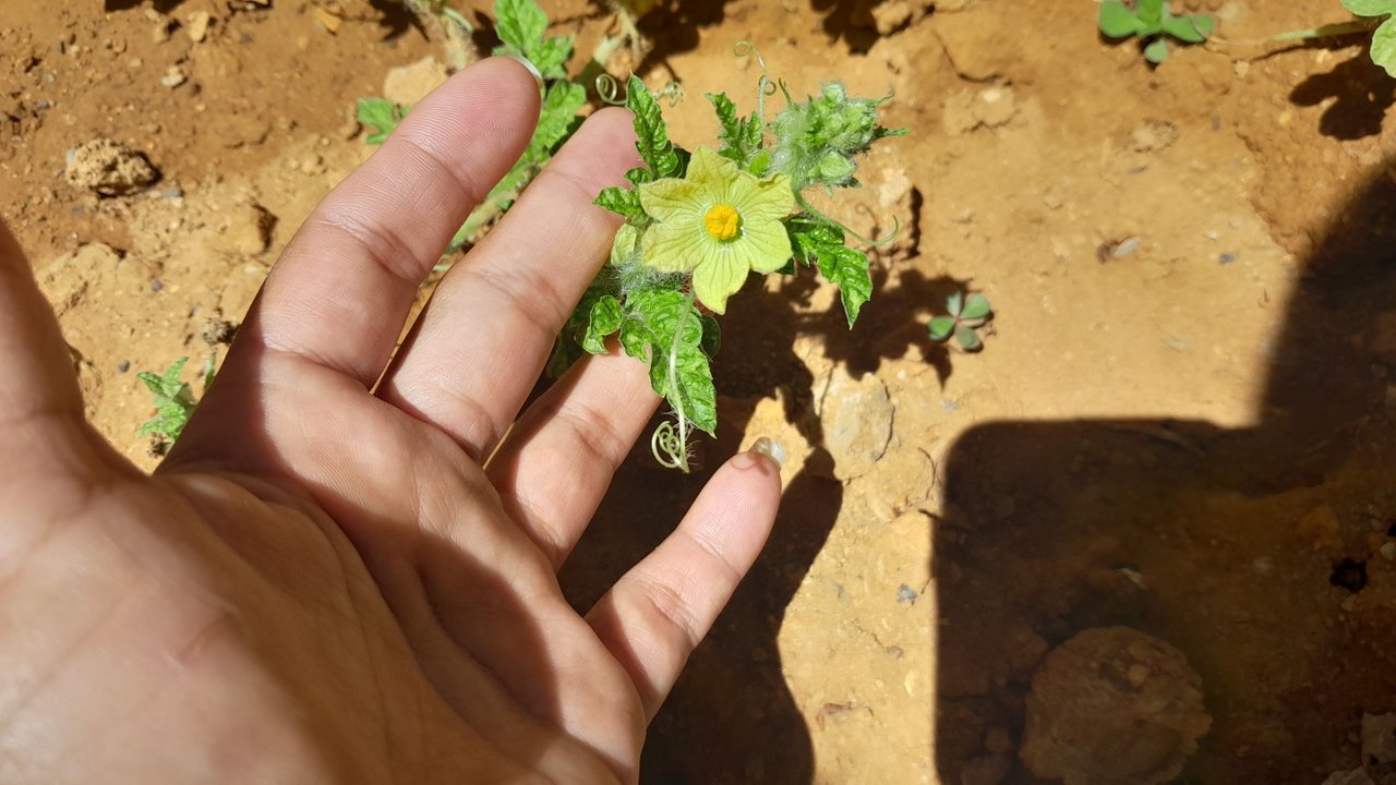 The process of my patilla plants (watermelon). | PeakD