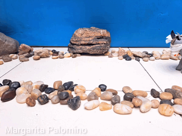 InShot_20230628_144056133.gif