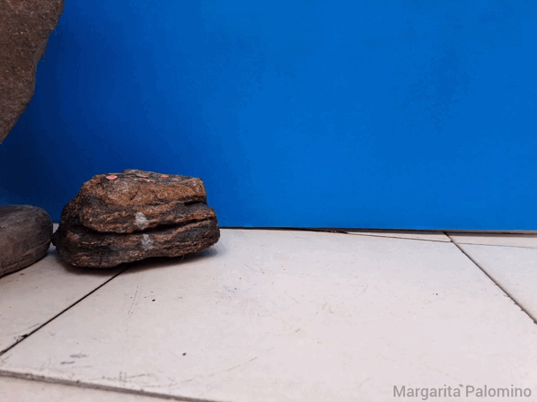 1000023556.gif