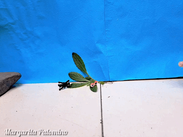 InShot_20231226_115130827.gif