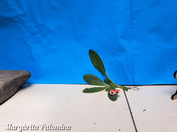 InShot_20231226_120214815.gif