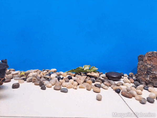 1000020594.gif