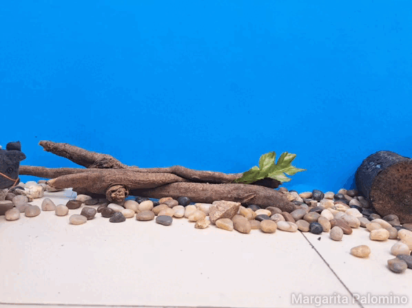 1000020595.gif