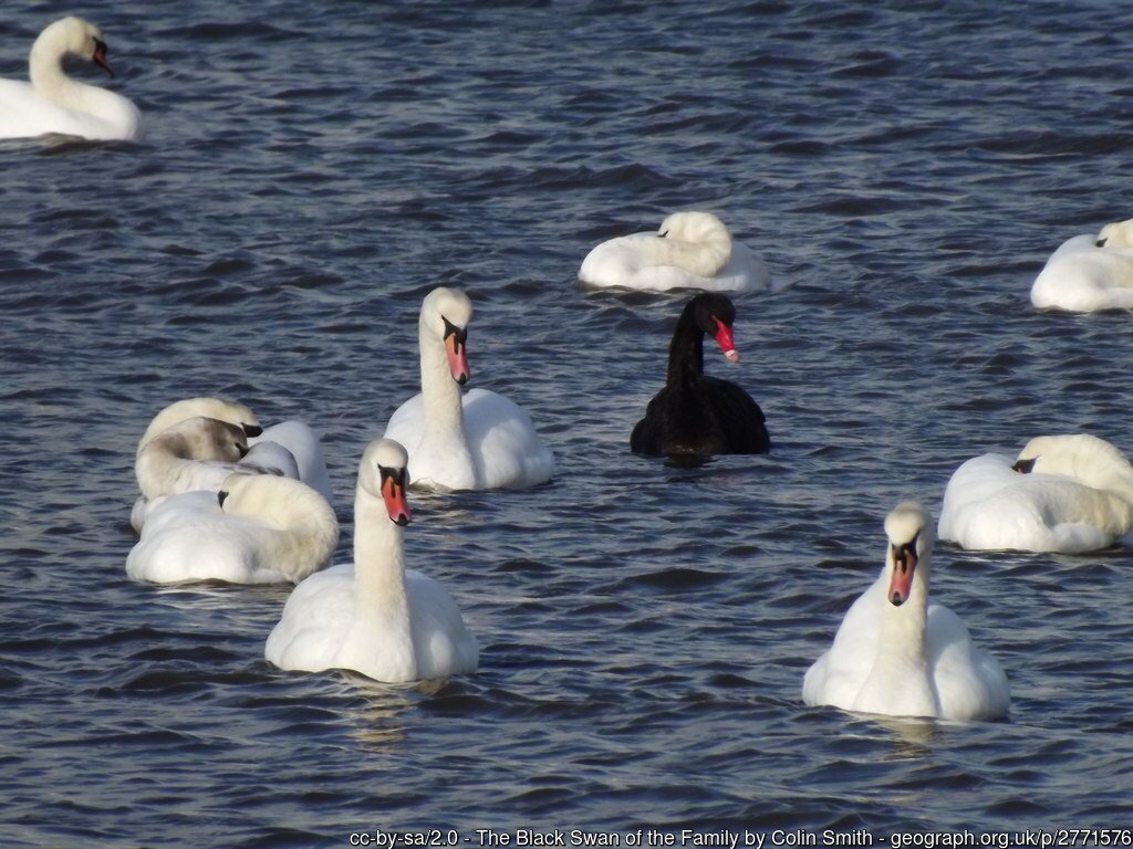 La paura del 'cigno nero