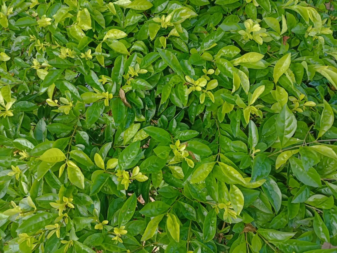 WhatsApp Image 2025-09-30 at 11.12.21 AM.jpeg