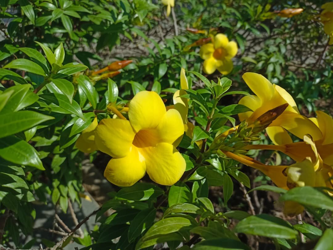 WhatsApp Image 2025-09-30 at 11.15.24 AM(1).jpeg