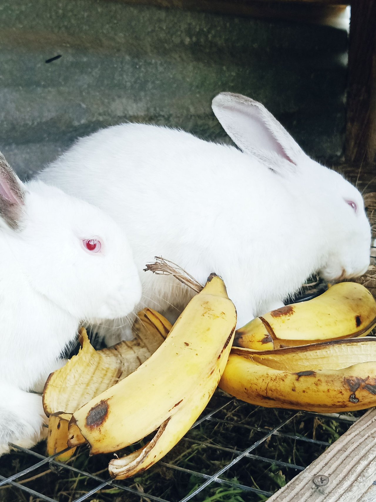 Plantain for outlet rabbits