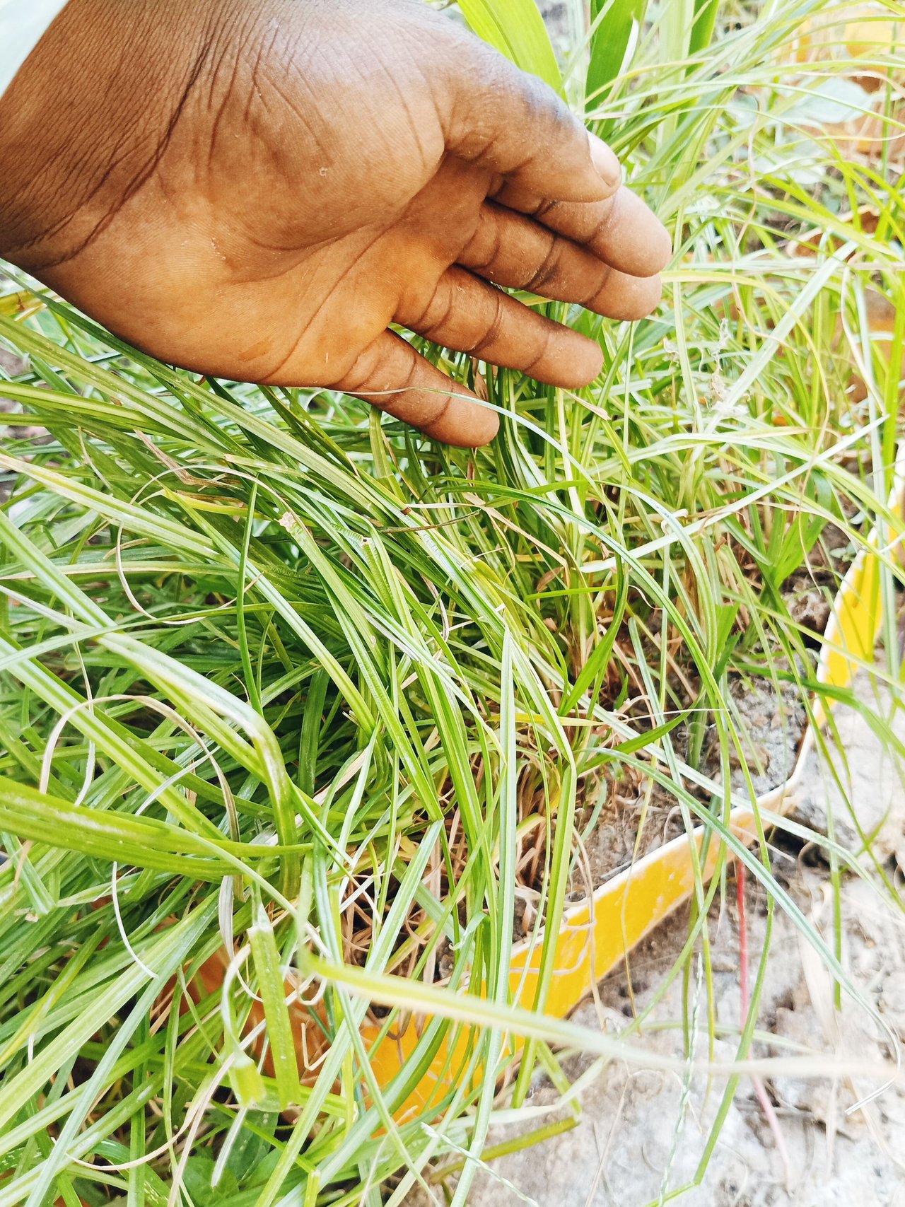 The Tiger Nut Farming Techniques Using The Mobile Seedbed 🌿☘️🌿, Increase  In PRODUCTION Without Any Type Of Risk To Human Heath | PeakD